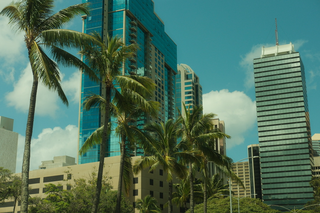 Honolulu palms