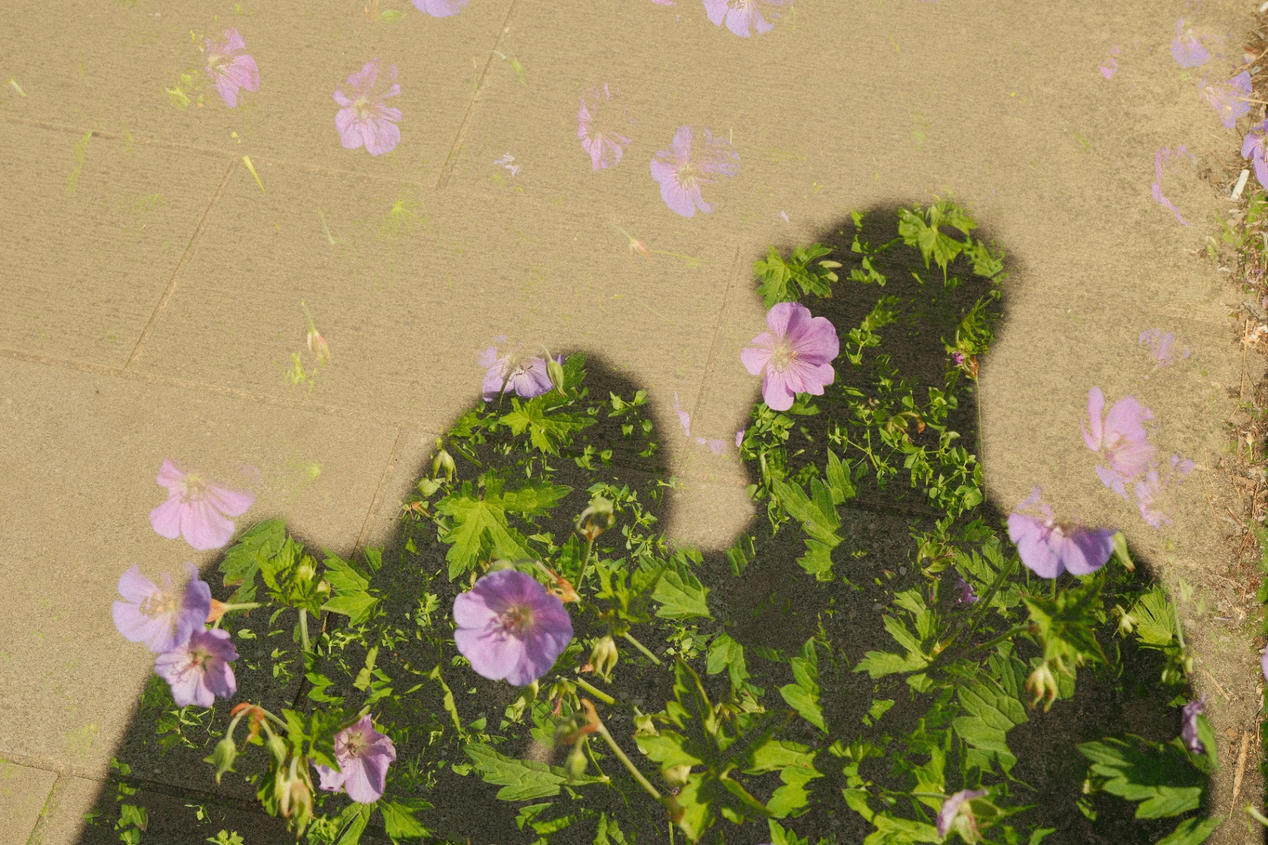 Shadows and blooms
