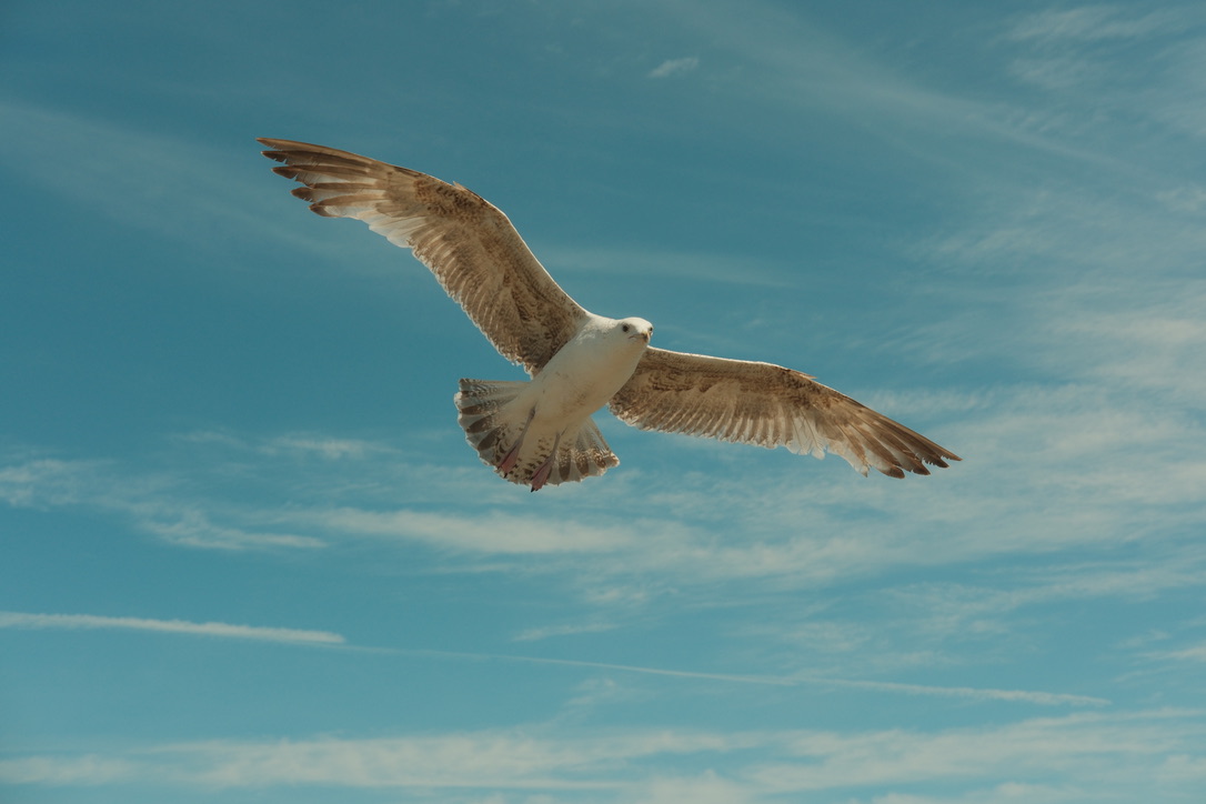 Seagull in flight