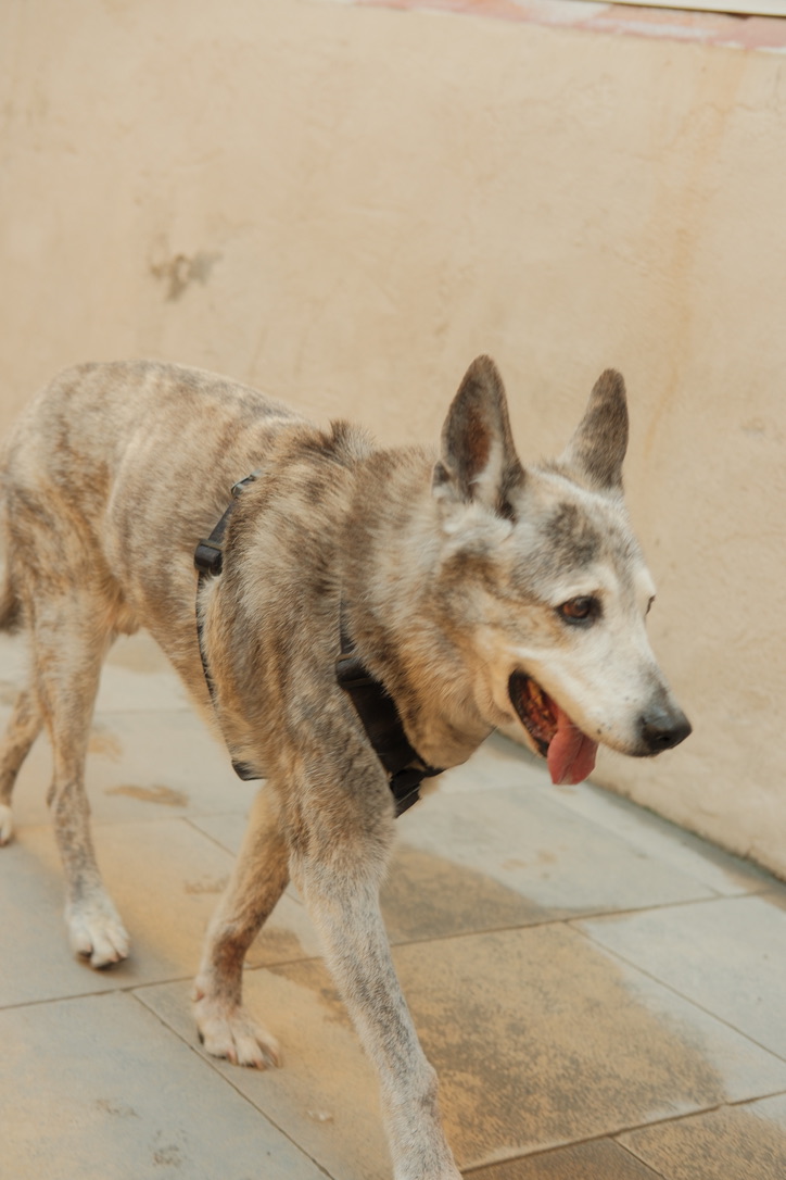 Street dog